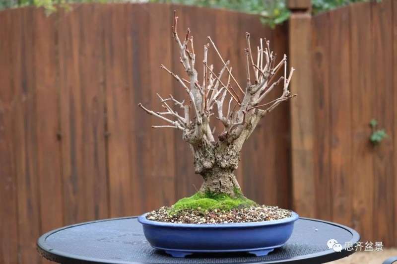 银杏盆景怎么上盆制作的过程