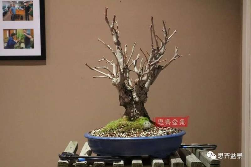 银杏盆景怎么上盆制作的过程