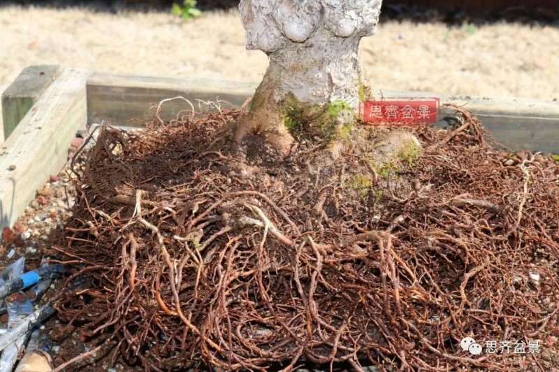 银杏盆景怎么上盆制作的过程