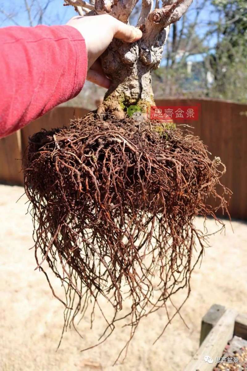 银杏盆景怎么上盆制作的过程