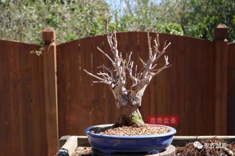 银杏盆景怎么上盆制作的过程