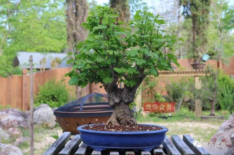 银杏盆景怎么上盆制作的过程