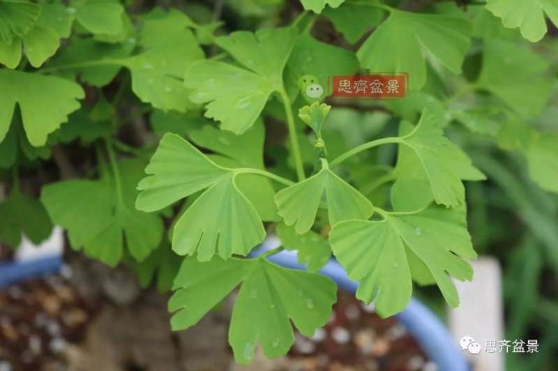 银杏盆景怎么上盆制作的过程