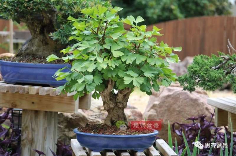 银杏盆景怎么上盆制作的过程