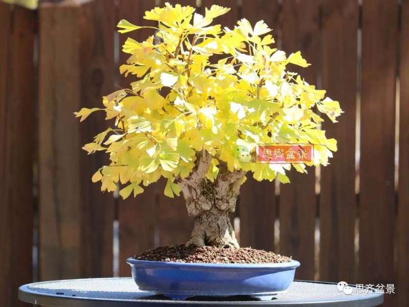 银杏盆景怎么上盆制作的过程