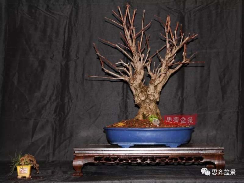银杏盆景怎么上盆制作的过程