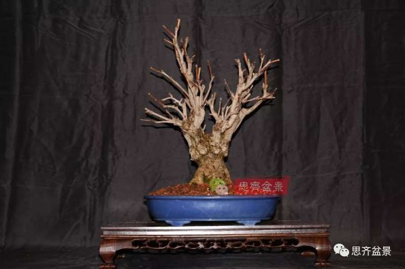 银杏盆景怎么上盆制作的过程