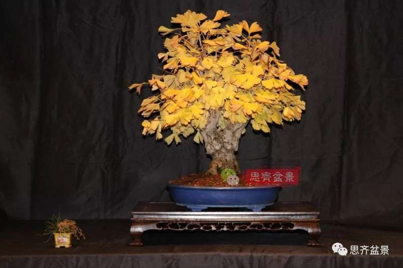 银杏盆景怎么上盆制作的过程