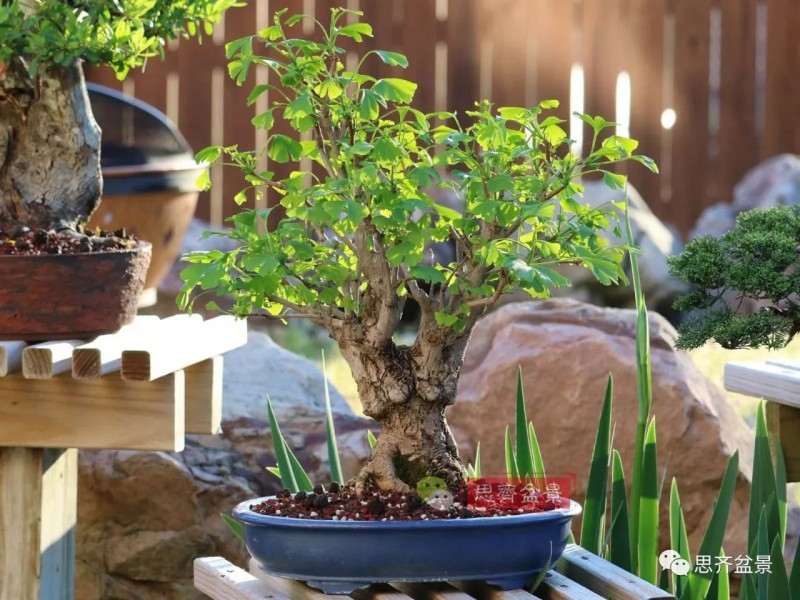 银杏盆景怎么上盆制作的过程