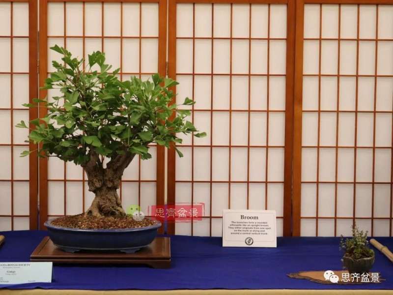 银杏盆景怎么上盆制作的过程