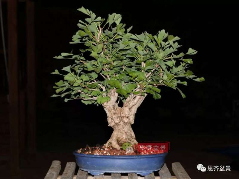 银杏盆景怎么上盆制作的过程