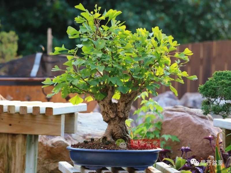 银杏盆景怎么上盆制作的过程