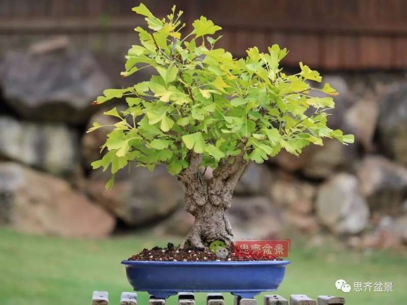 银杏盆景怎么上盆制作的过程