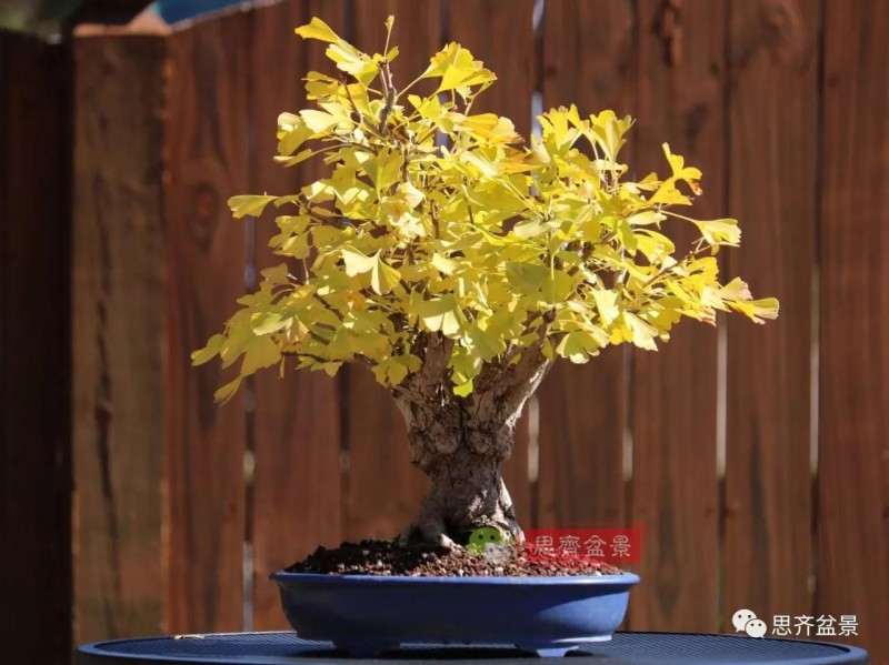 银杏盆景怎么上盆制作的过程