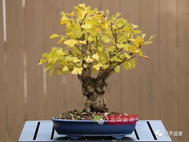 银杏盆景怎么上盆制作的过程