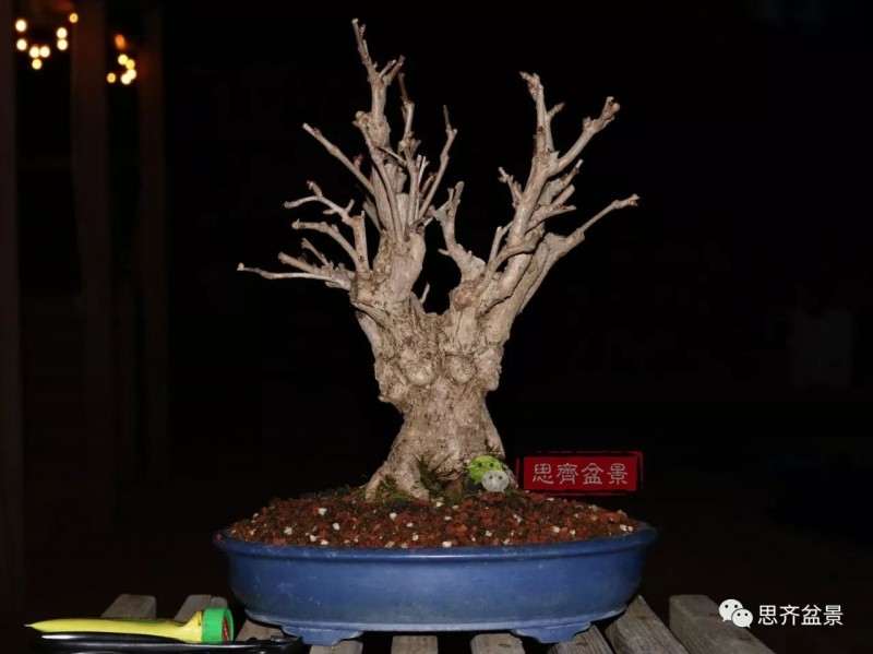 银杏盆景怎么上盆制作的过程