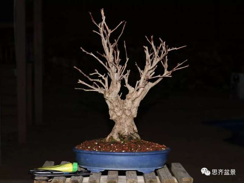 银杏盆景怎么上盆制作的过程