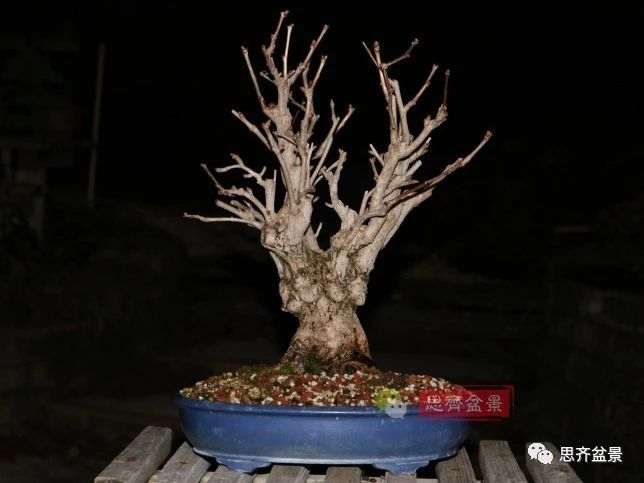 银杏盆景怎么上盆制作的过程