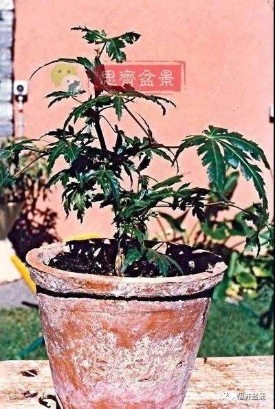 红枫下山桩怎么制作盆景的过程