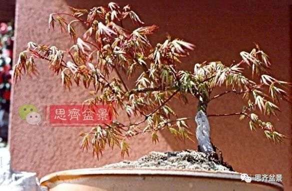 红枫下山桩怎么制作盆景的过程