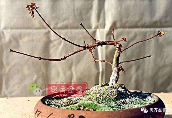 红枫下山桩怎么制作盆景的过程