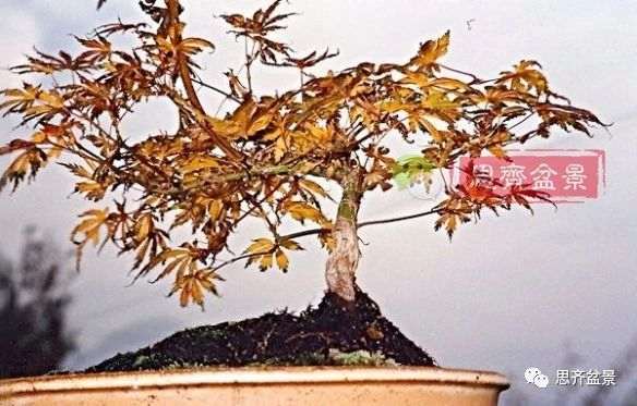 红枫下山桩怎么制作盆景的过程