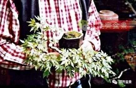 红枫下山桩怎么制作盆景的过程