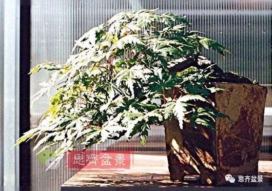 红枫下山桩怎么制作盆景的过程