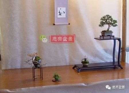 红枫下山桩怎么制作盆景的过程