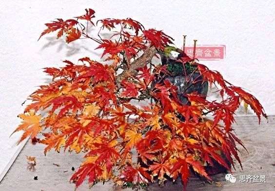 红枫下山桩怎么制作盆景的过程