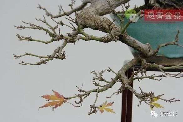 红枫下山桩怎么制作盆景的过程