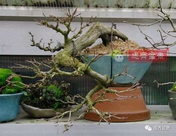 红枫下山桩怎么制作盆景的过程