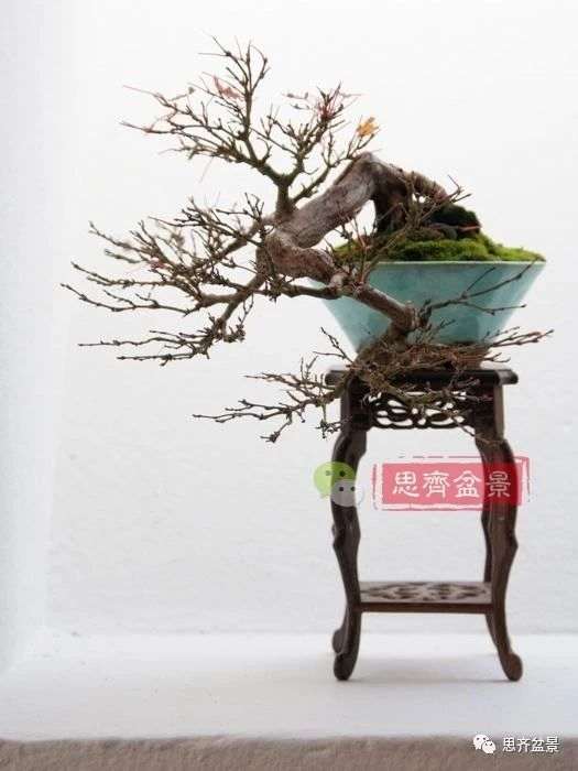 红枫下山桩怎么制作盆景的过程