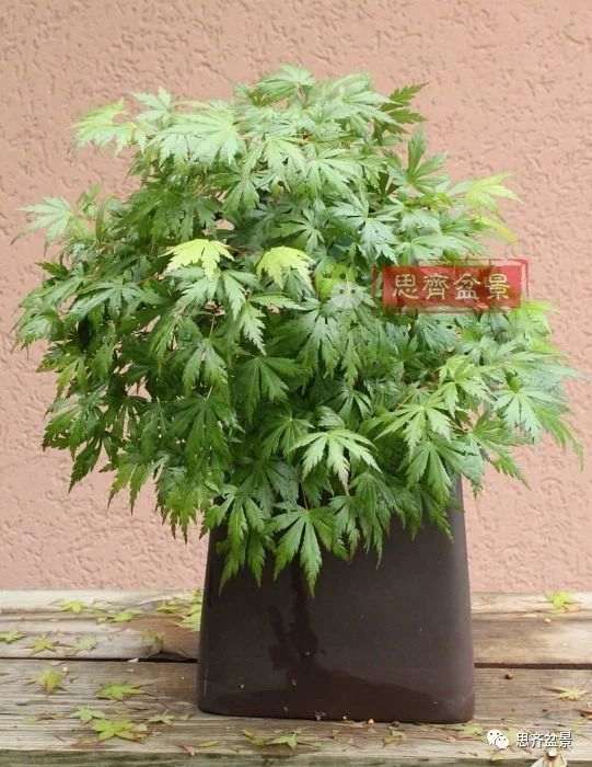 红枫下山桩怎么制作盆景的过程