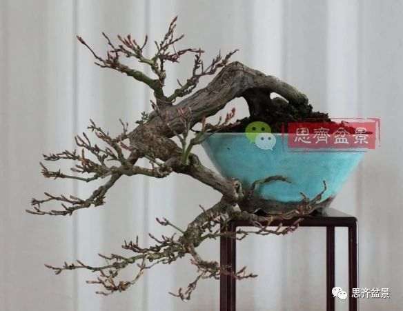 红枫下山桩怎么制作盆景的过程
