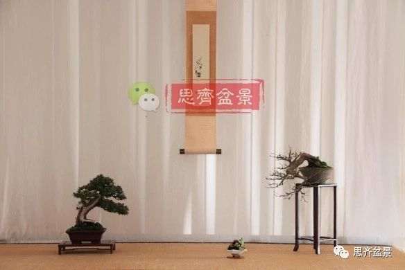 红枫下山桩怎么制作盆景的过程