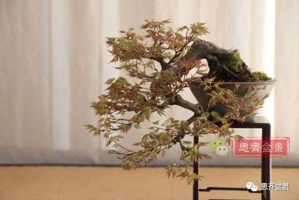 红枫下山桩怎么制作盆景的过程