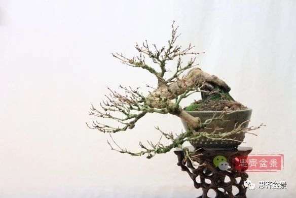 红枫下山桩怎么制作盆景的过程