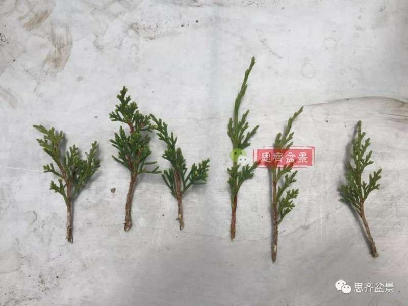 图解 鱼川真柏下山桩怎么制作盆景的方法