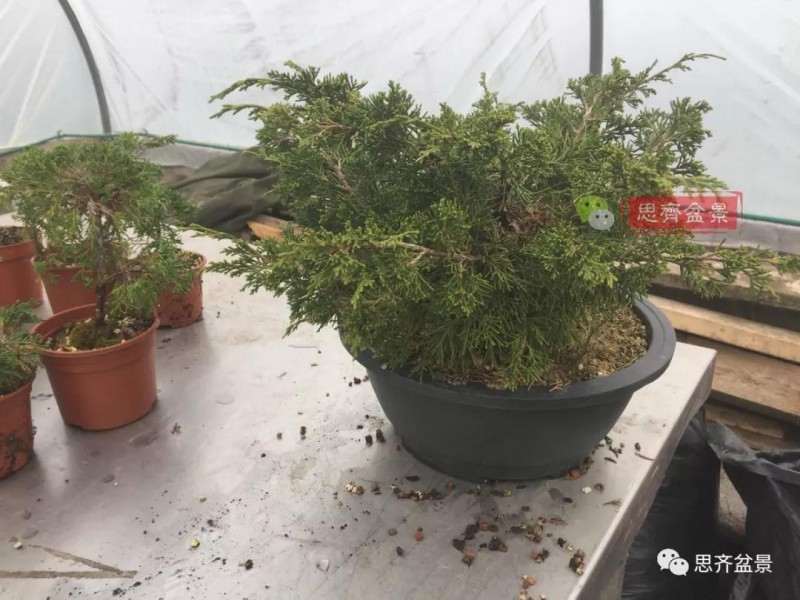 鱼川真柏下山桩怎么制作盆景的方法