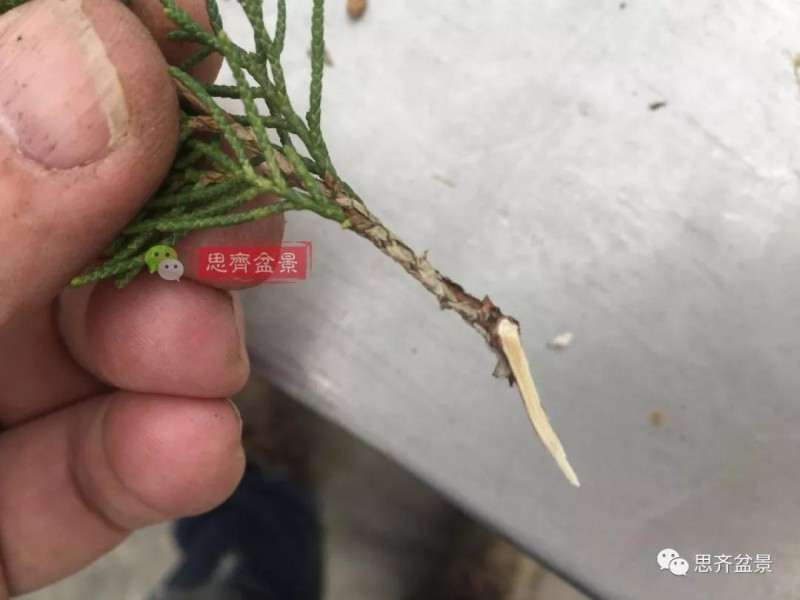 图解 鱼川真柏下山桩怎么制作盆景的方法