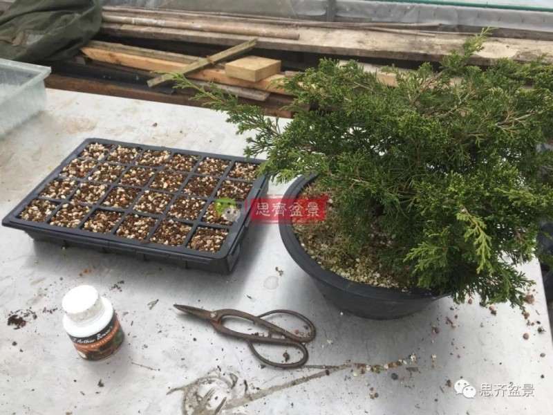 图解 鱼川真柏下山桩怎么制作盆景的方法