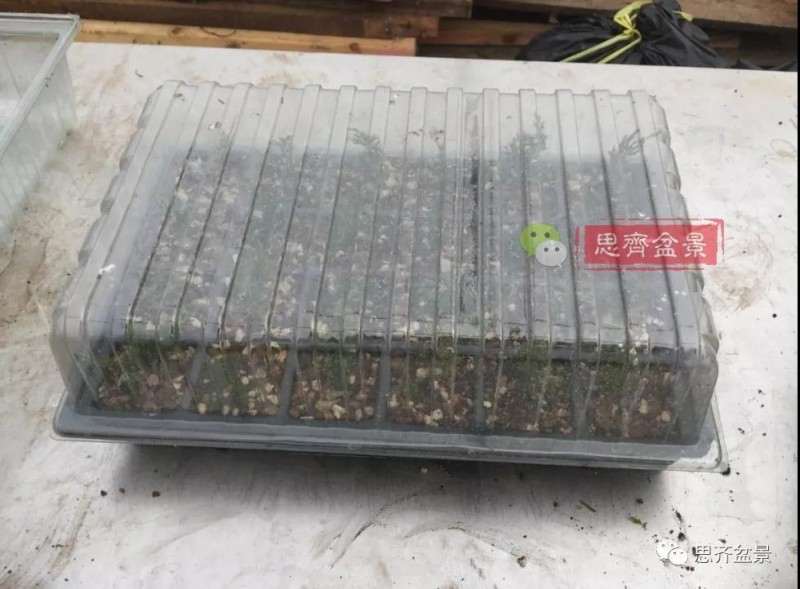 图解 鱼川真柏下山桩怎么制作盆景的方法