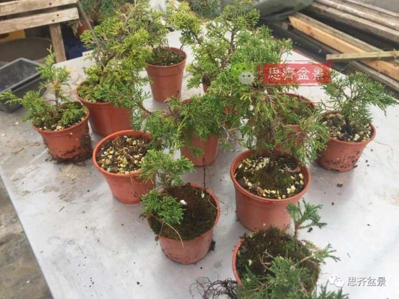 图解 鱼川真柏下山桩怎么制作盆景的方法