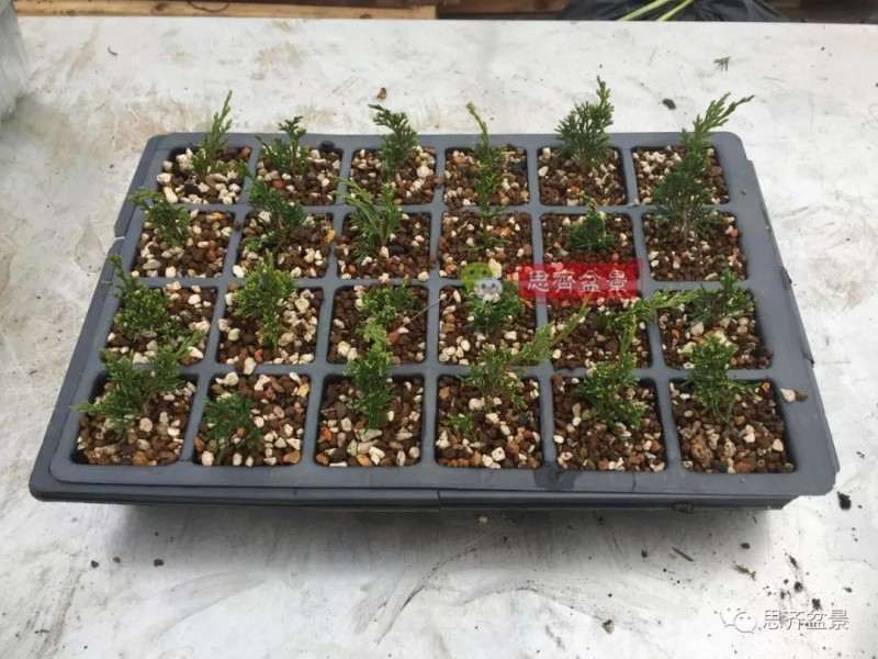 图解 鱼川真柏下山桩怎么制作盆景的方法