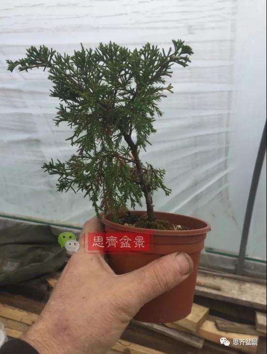 图解 鱼川真柏下山桩怎么制作盆景的方法
