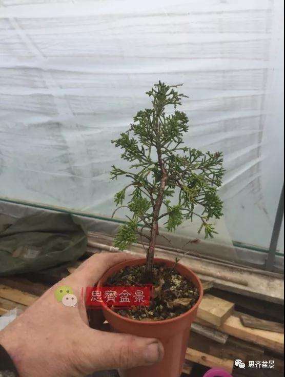 图解 鱼川真柏下山桩怎么制作盆景的方法