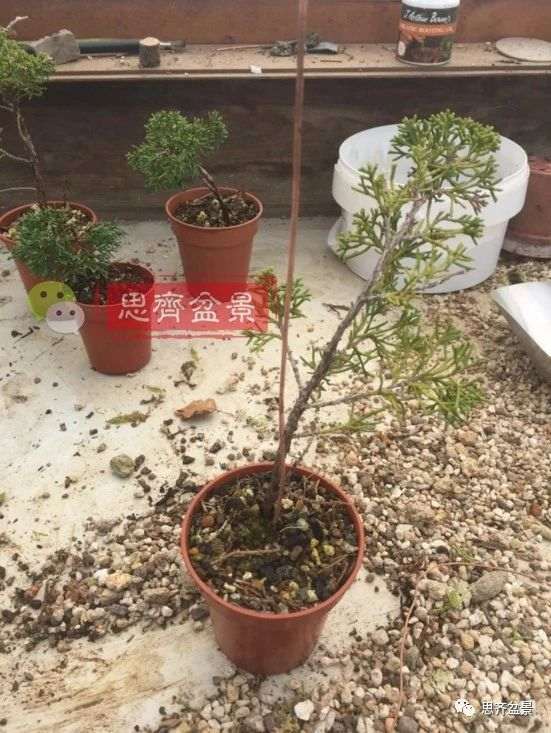 图解 鱼川真柏下山桩怎么制作盆景的方法