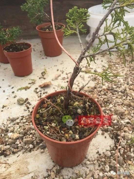 图解 鱼川真柏下山桩怎么制作盆景的方法