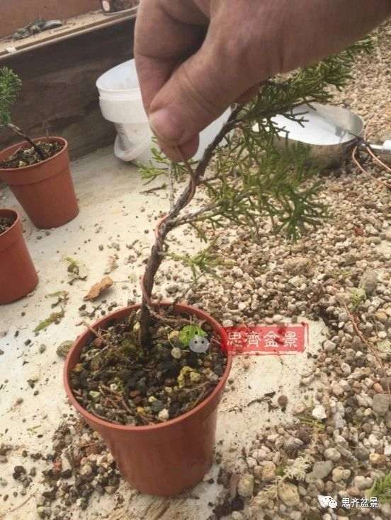 图解 鱼川真柏下山桩怎么制作盆景的方法